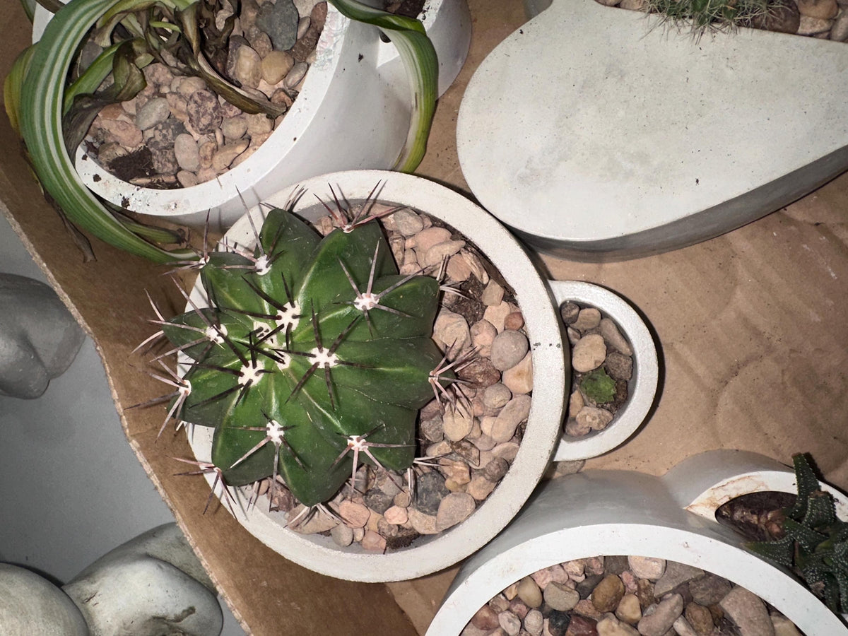 Cement Round Planter or Candle Vessel, Unique Concrete Decor, Succulent Planter, Modern Home Decor